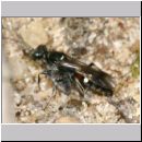 Alysson spinosus - Grabwespe w04b 7mm mit Zikade - Teverener Heide.jpg